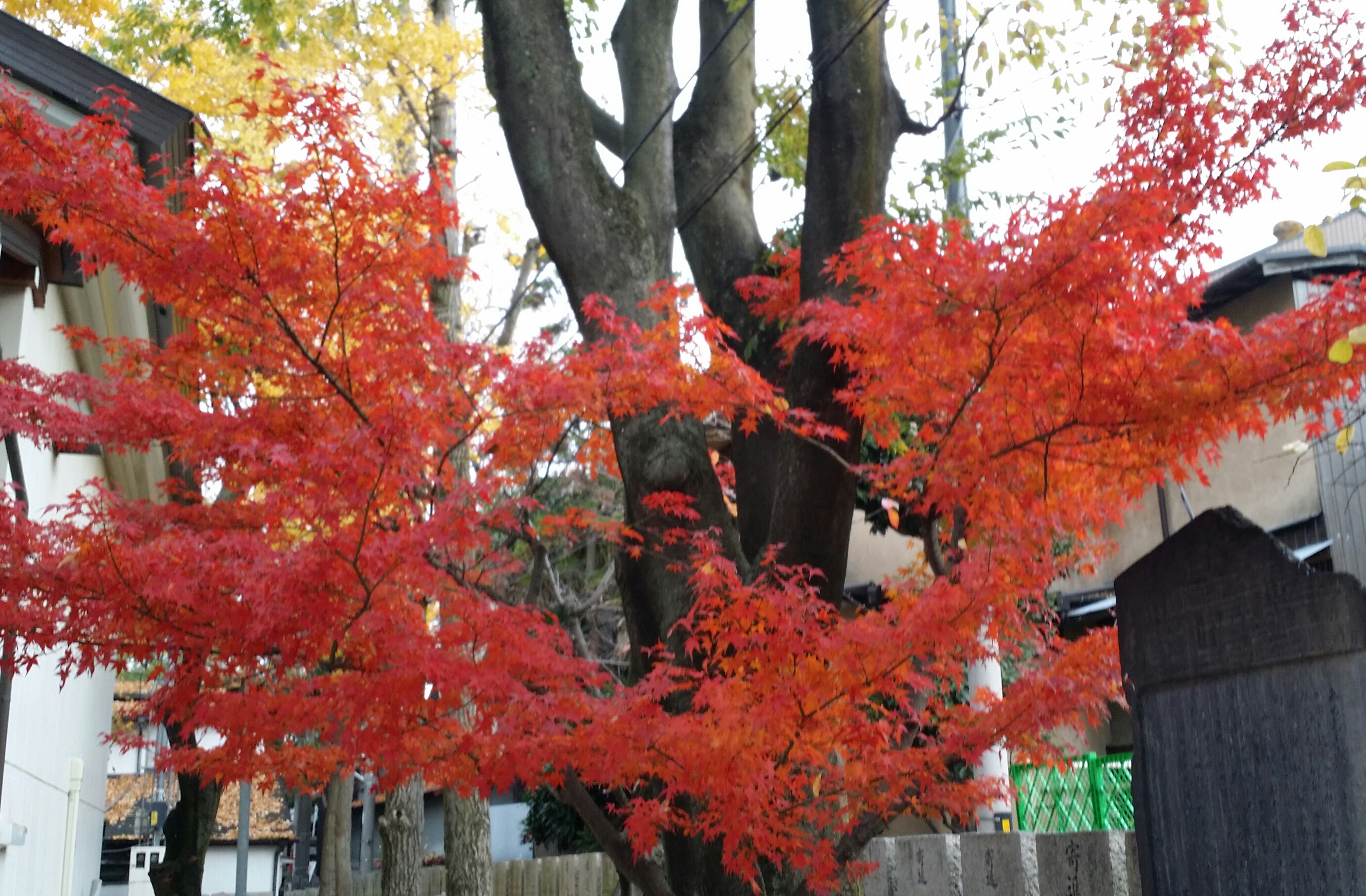 １２月１日　木曜日💮