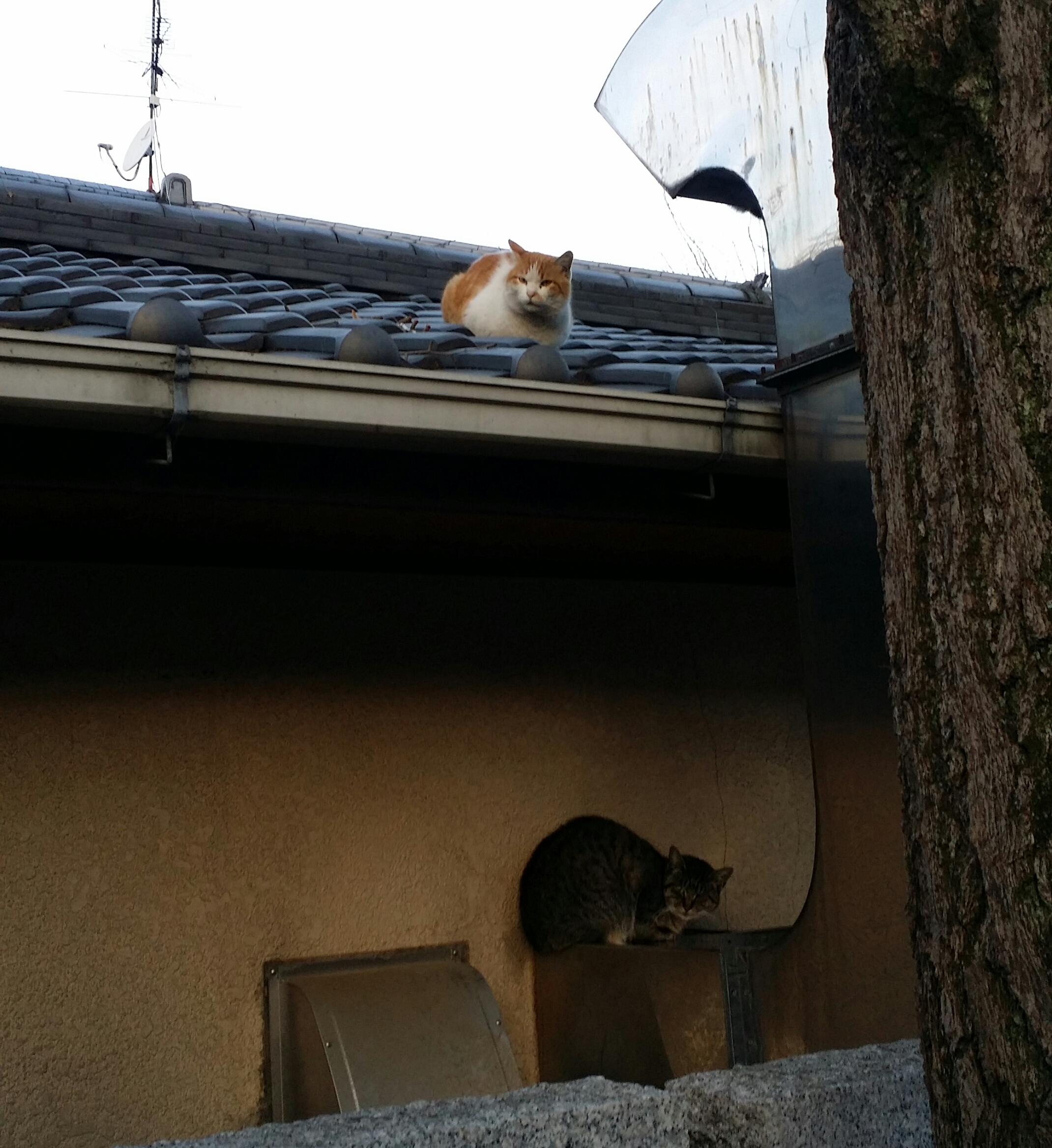 ７月２日　土曜日💮