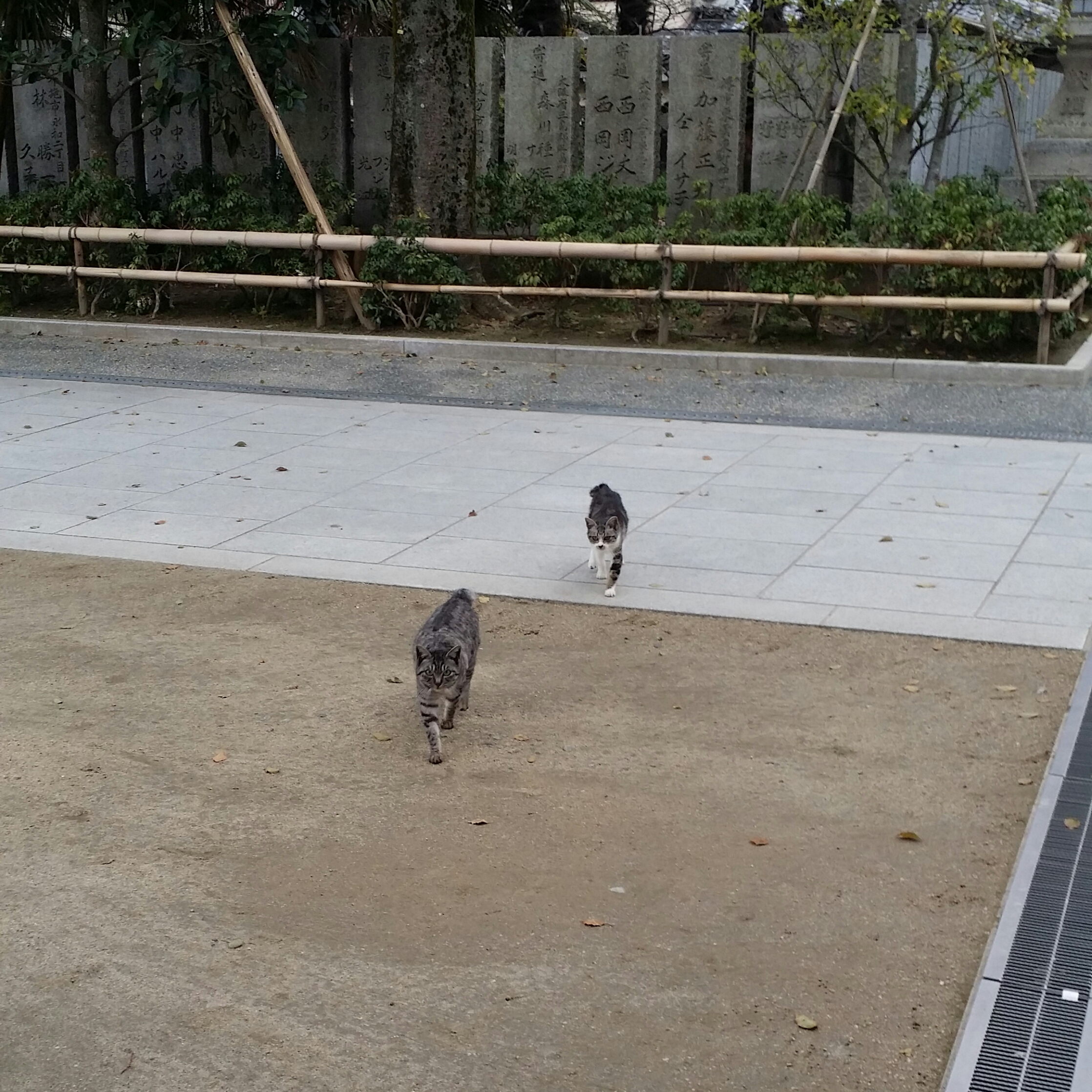 ３月１６日　水曜日💮