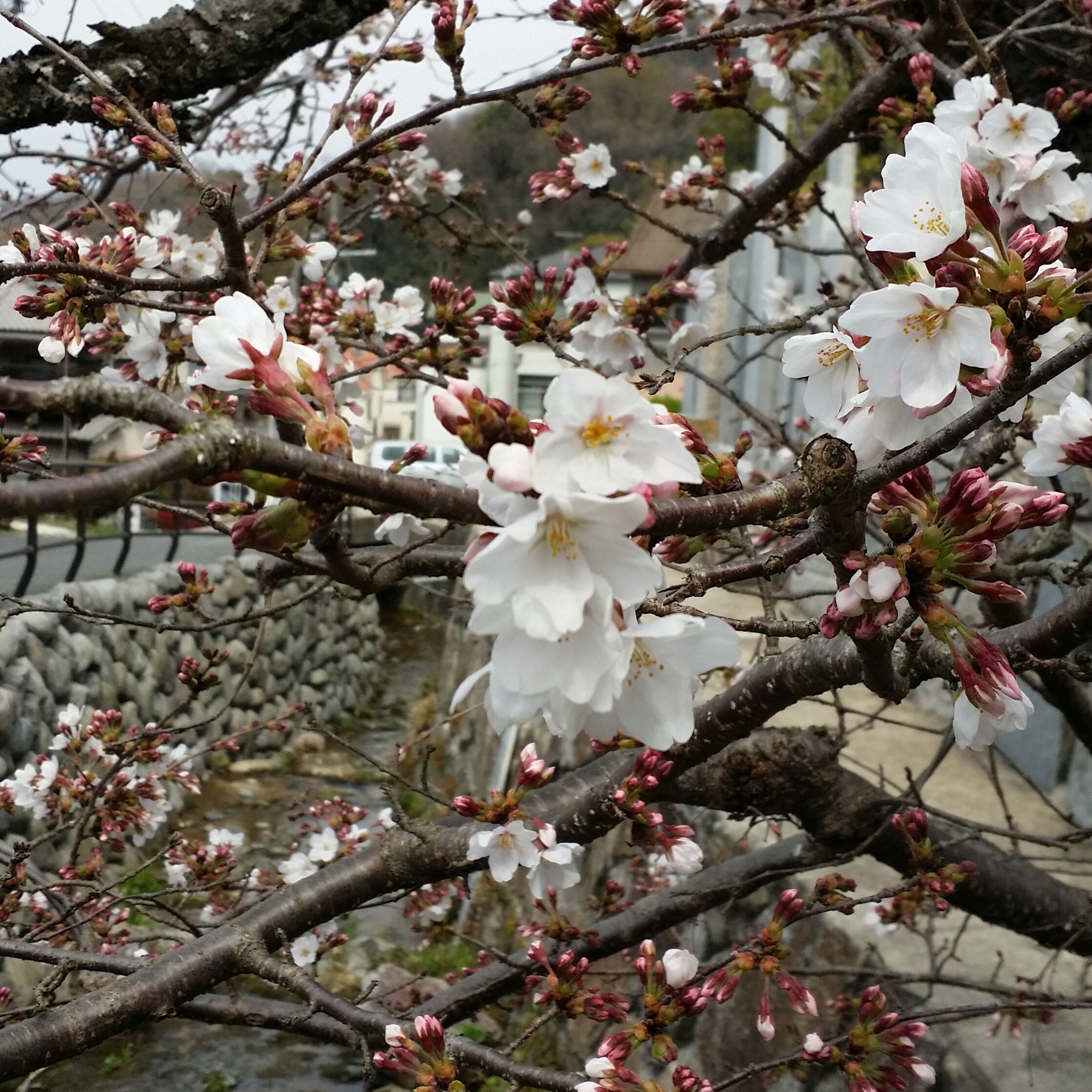 ３月２８日　月曜日🎵