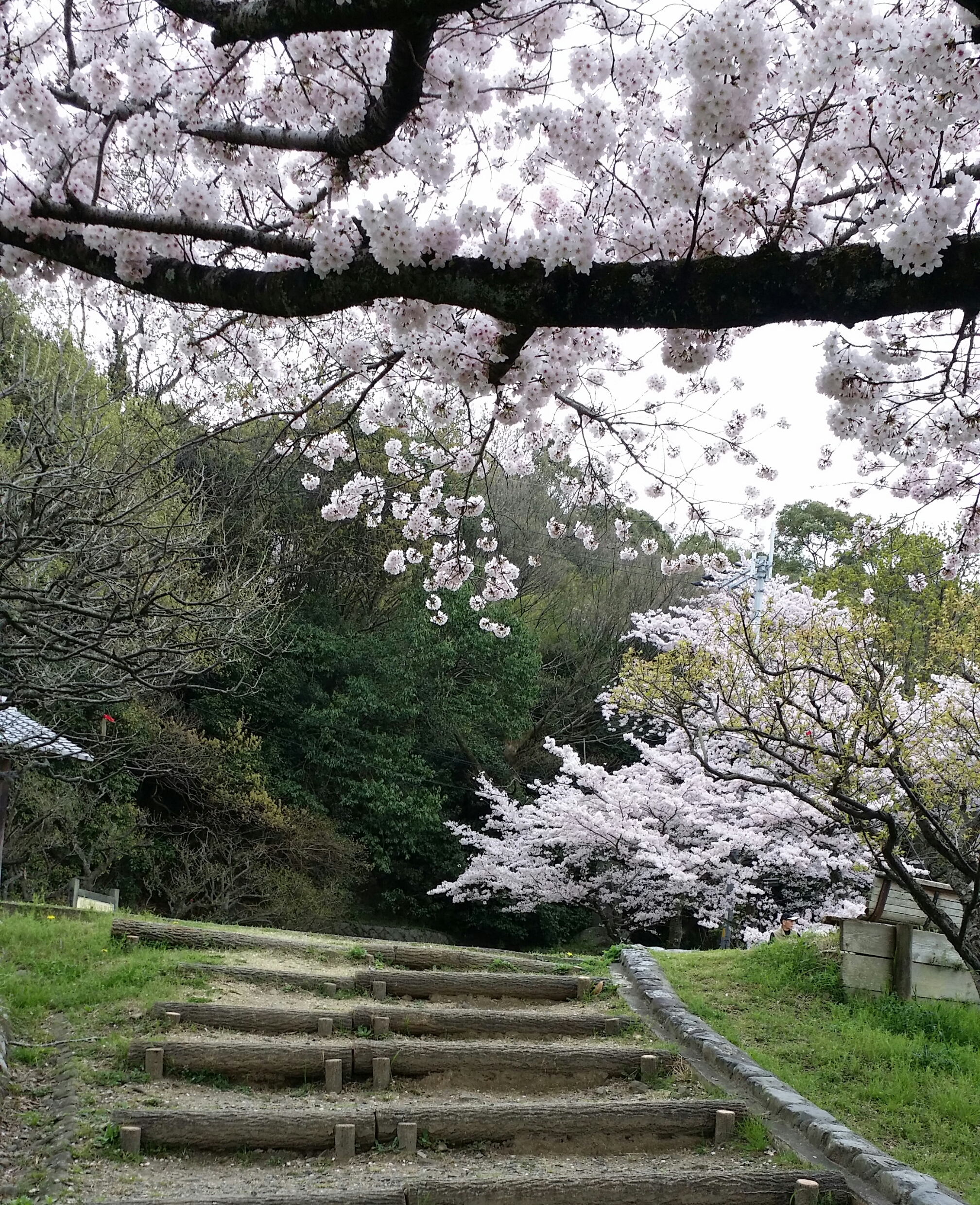 ホッとする😊🌸