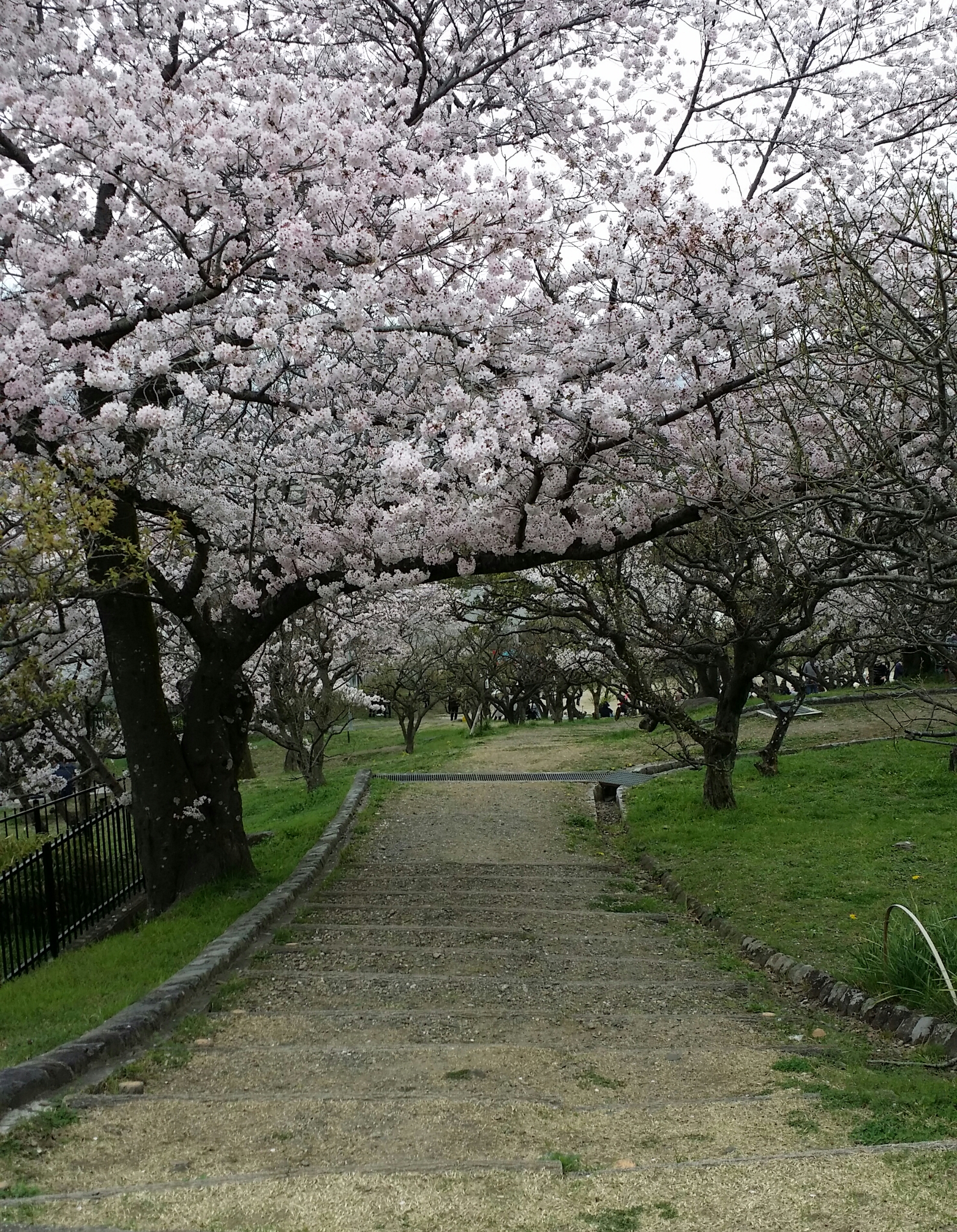 ４月７日　木曜日🍀