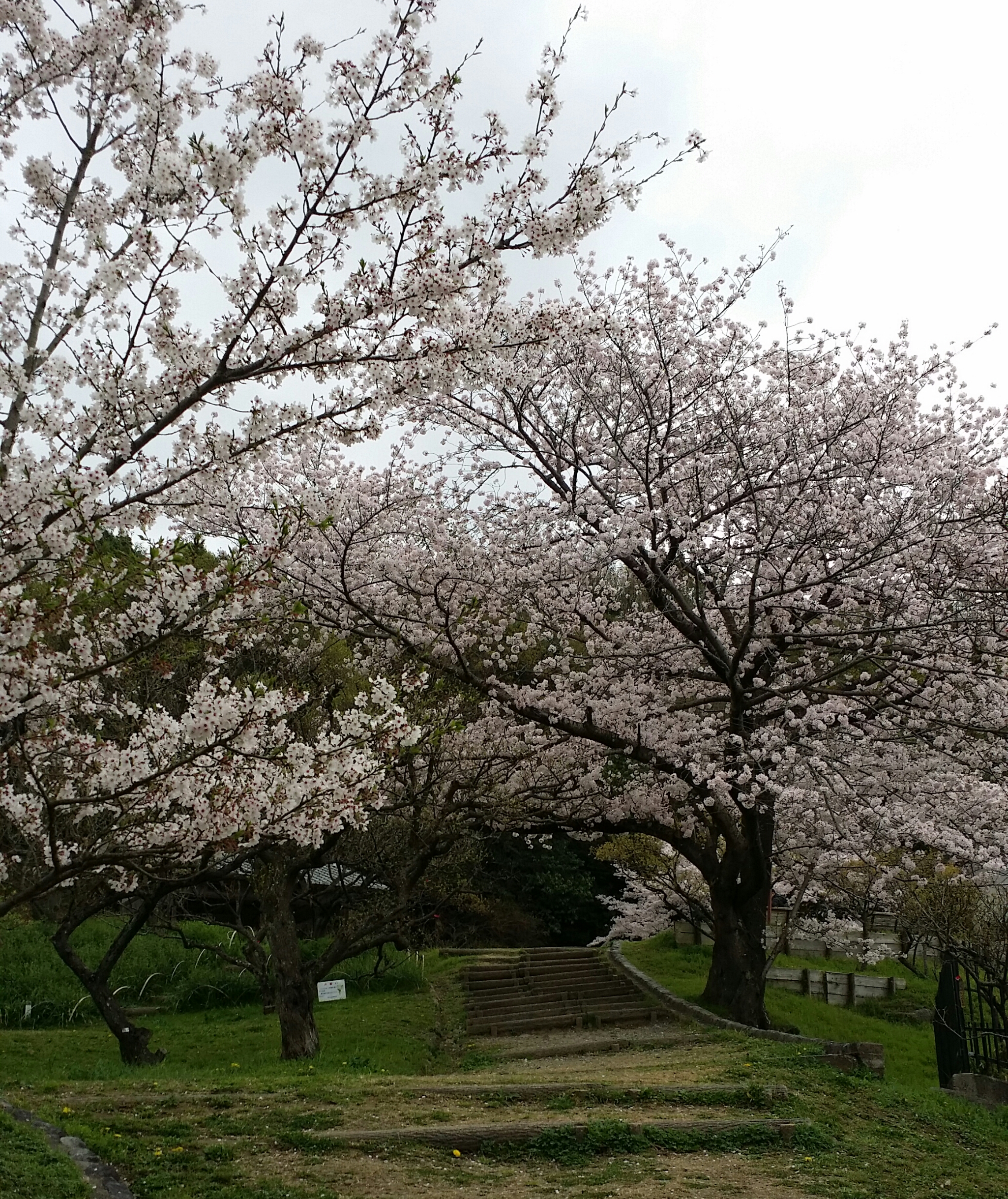 ４月４日　月曜日💮