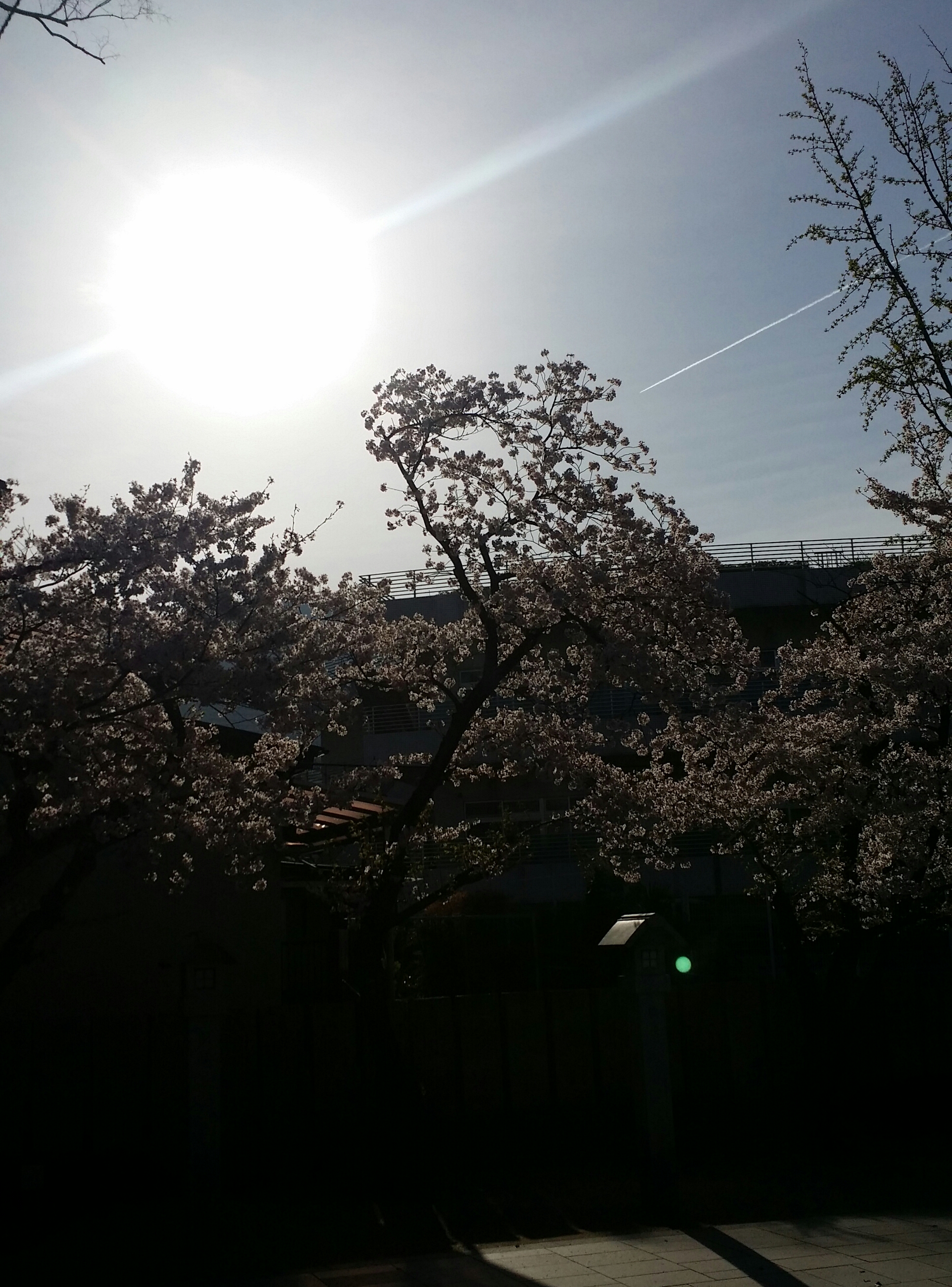 ４月６日　水曜日💮