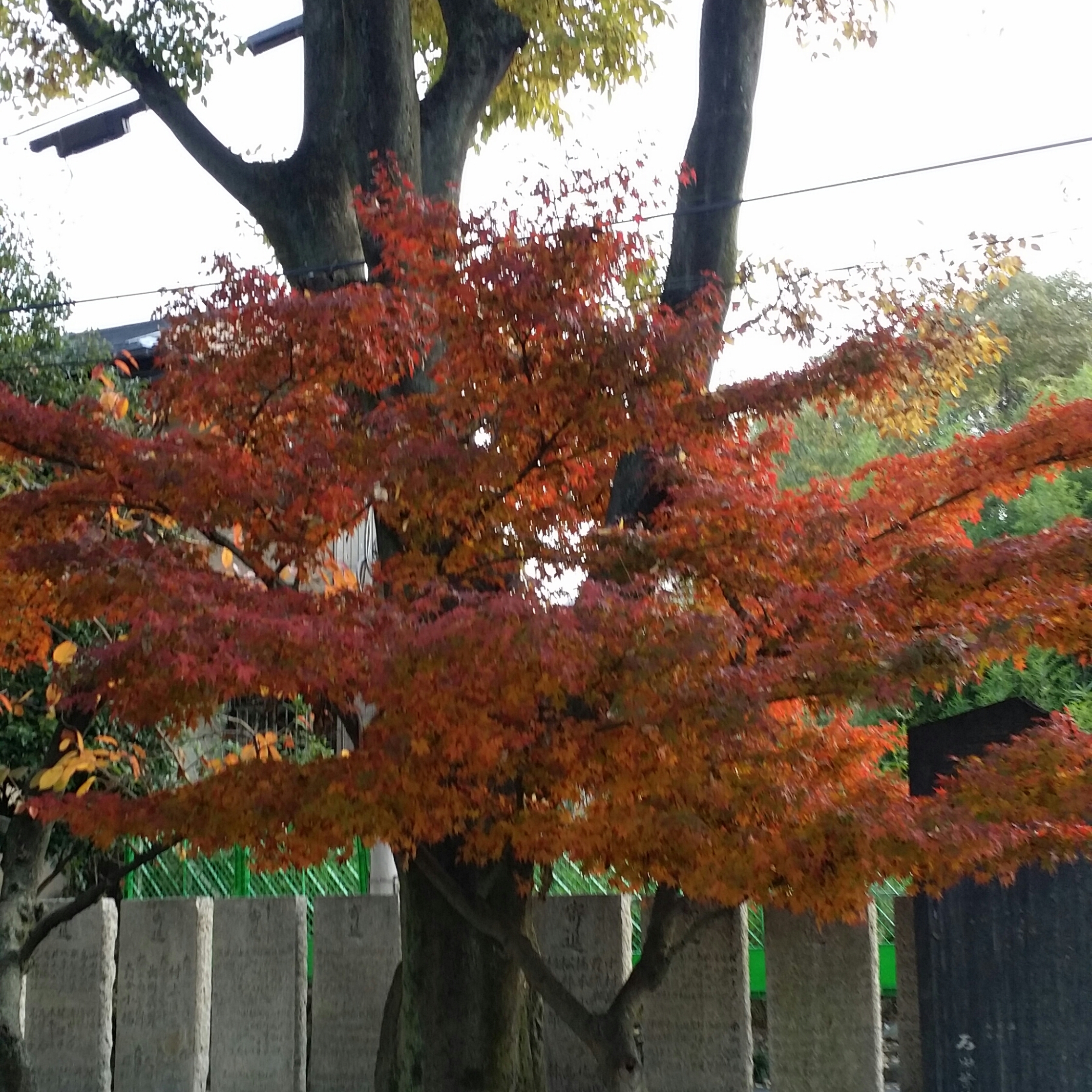 １２月３日　土曜日🍀