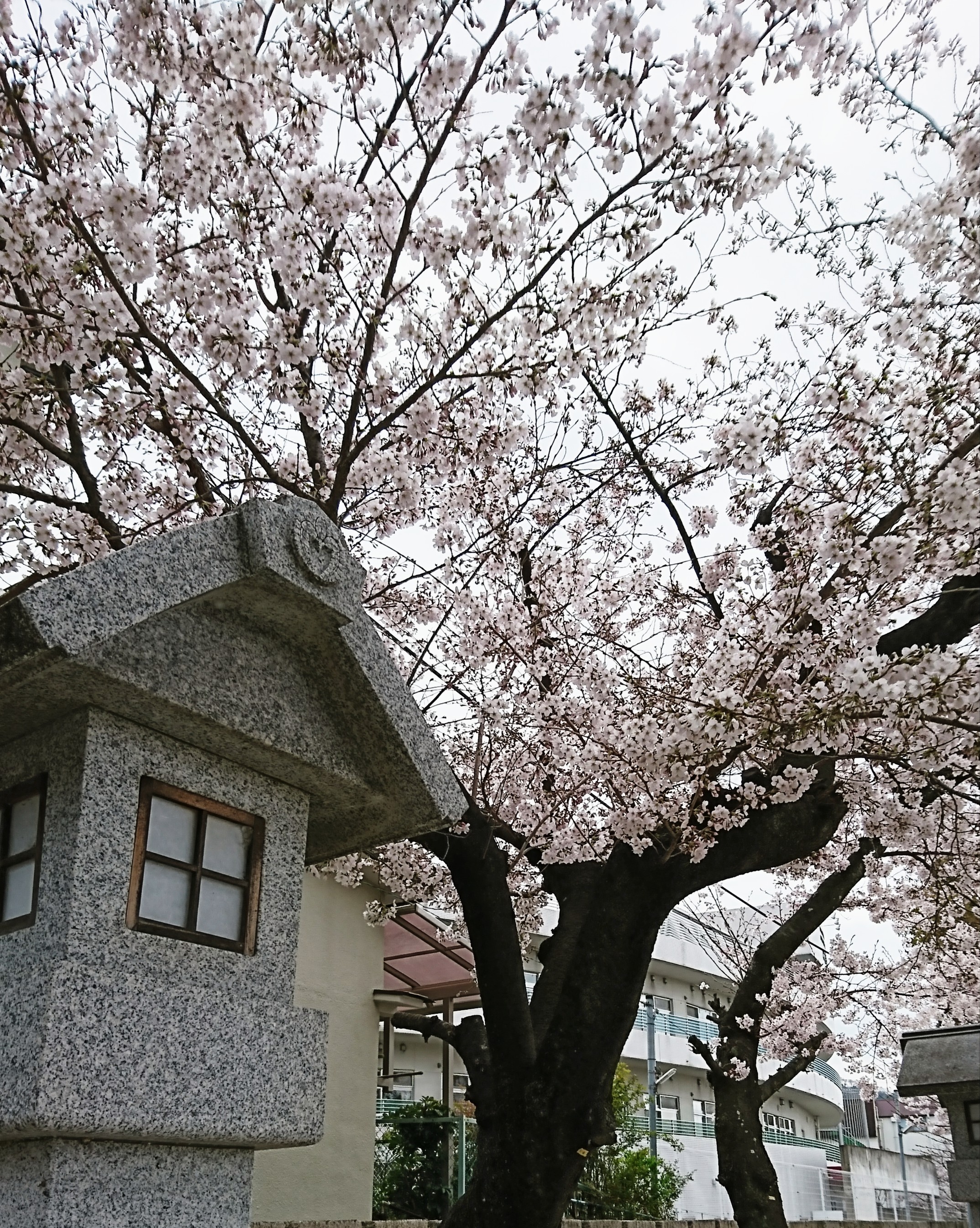 桜が咲いてます🌸😊