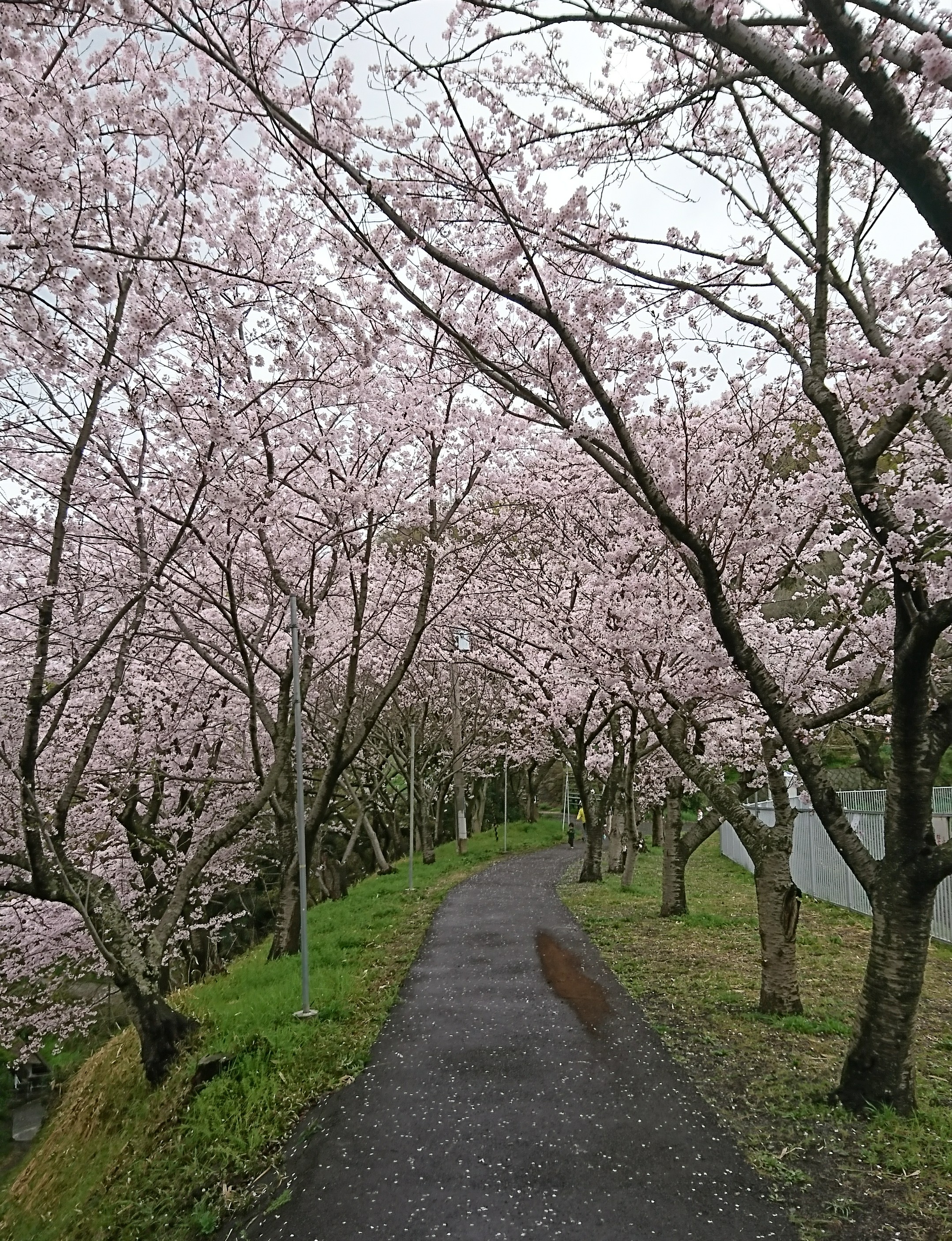 桜がもう咲きます🌸😊