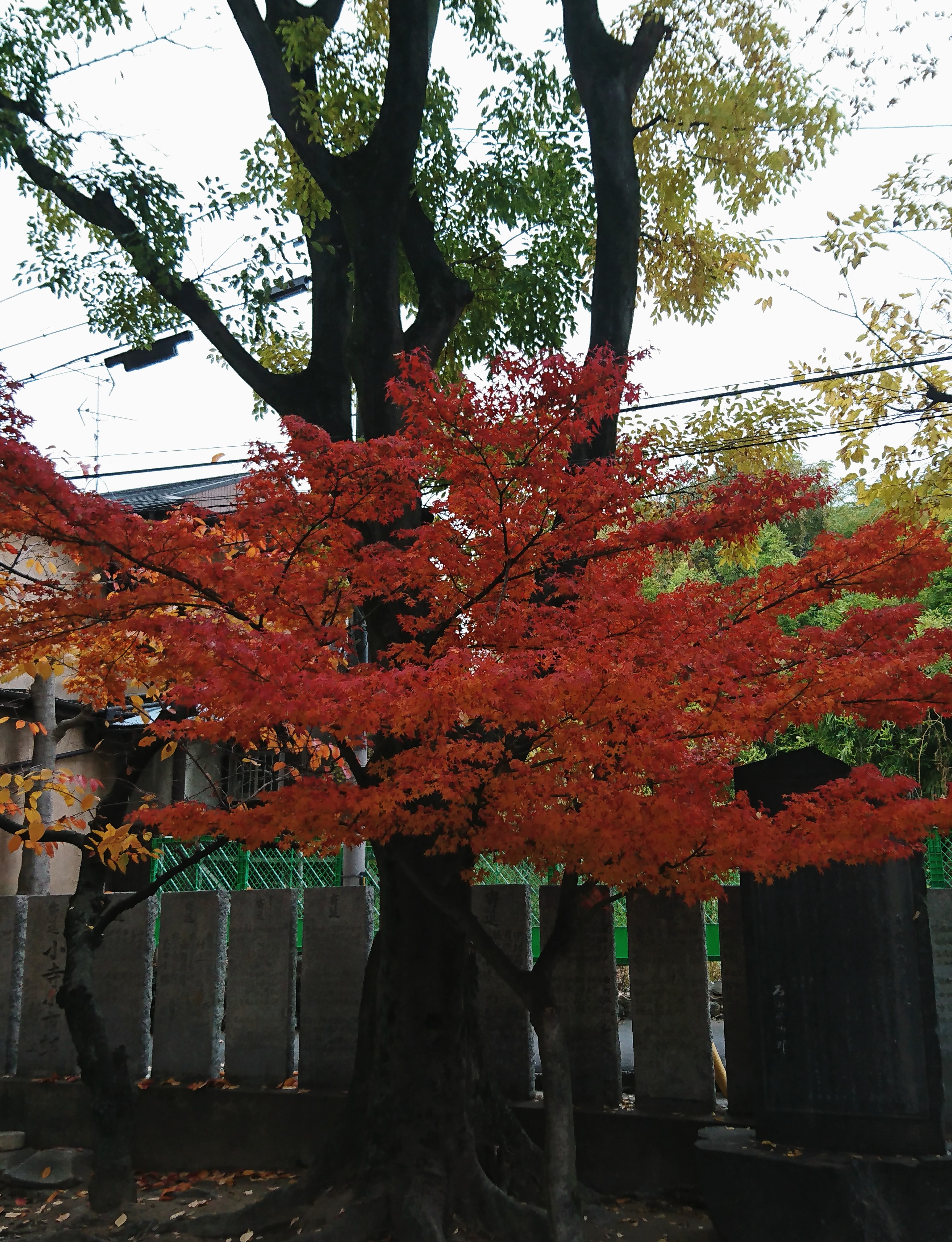 紅葉🍁😊