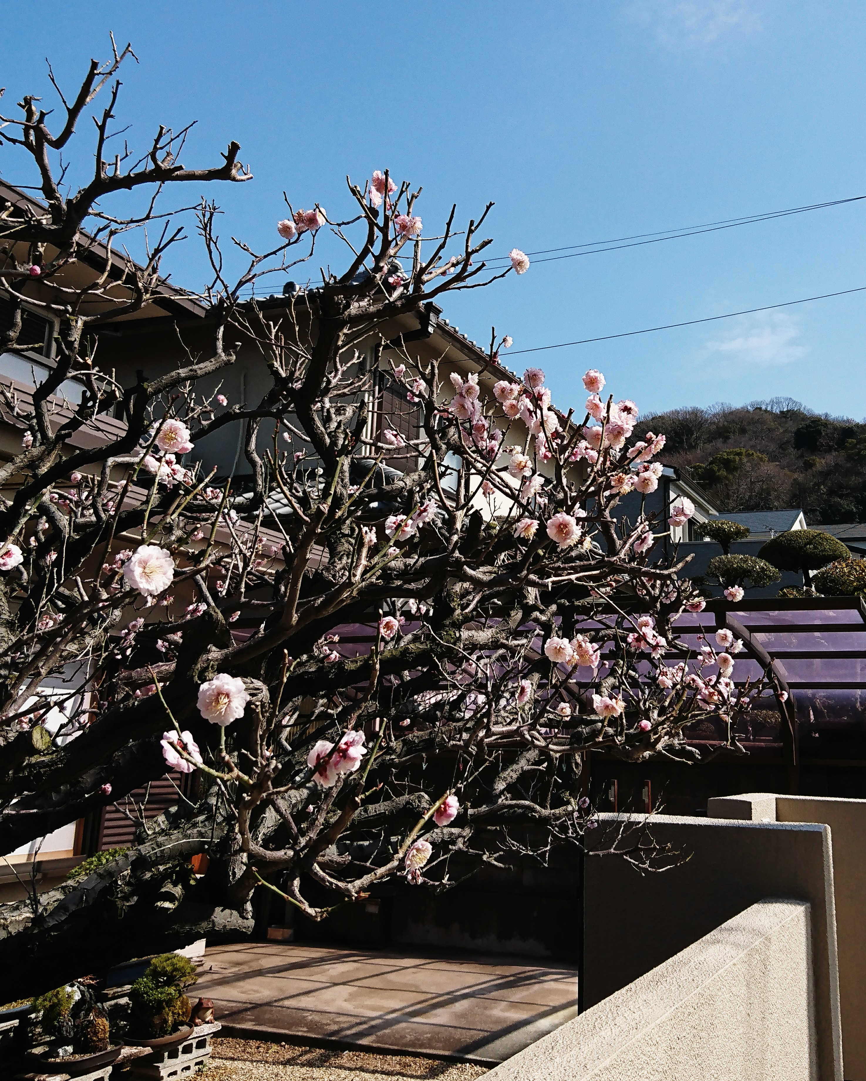 梅の花😊💮