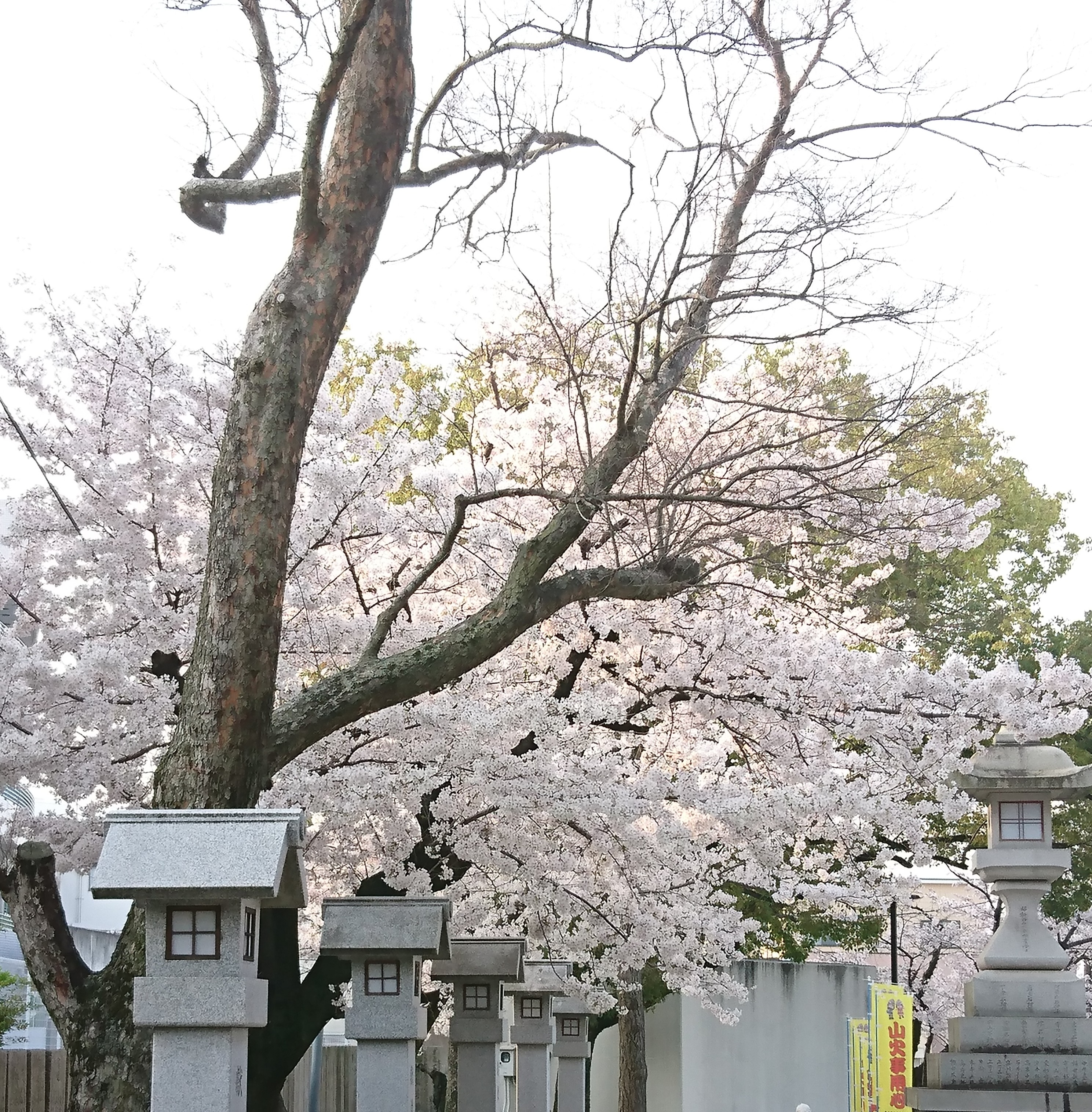 長い目で継続😊💮